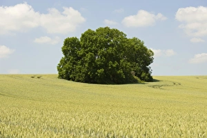 Images Dated 7th July 2013: Wheat field and a grove, Thuringia, Germany