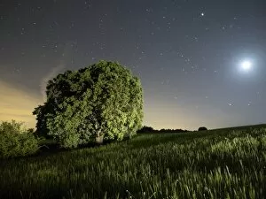 Images Dated 22nd May 2015: Wheat field with the full moon
