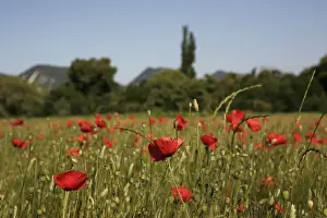 Variety Prints: Wheat field with poppies near Le Pegu, Provence, France, Europe