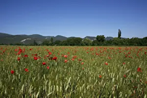 Wheat field with poppies near Le Pegu, Provence, France, Europe