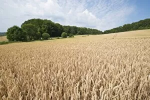Wheat field, Thuringia, Germany