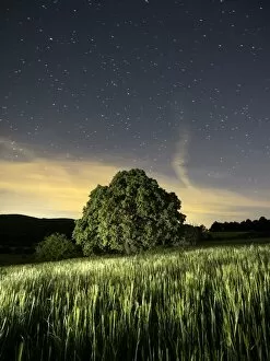 Images Dated 22nd May 2015: Wheat field with a tree a spring night