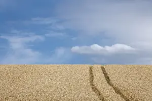 Tire Prints: Wheat field (Triticum) with lane