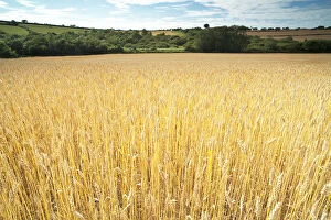 Cornwall England Gallery: Wheat fields