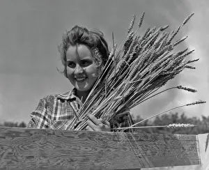 Bundle Prints: Wheat Harvest