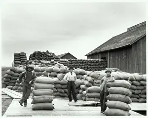 Pile Prints: Wheat Harvest In Oregon