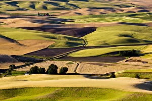 Images Dated 5th August 2012: Wheat and pea fields on hills in Palouse region, Washington State, USA