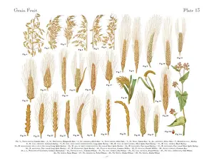 Cereal Plant Prints: Wheat, Rice and Grains, Victorian Botanical Illustration