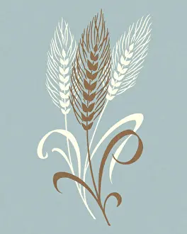 Illustration And Pain Prints: Wheat Stalks