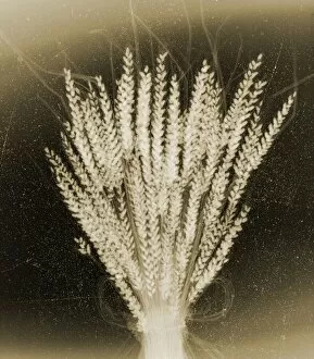 Crop Gallery: Wheat, X-ray