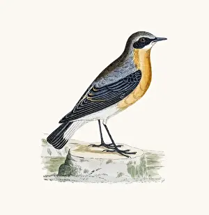 Wheatear Prints: Wheatear bird
