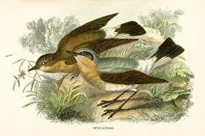 Images Dated 16th March 2017: Wheatear engraving 1896