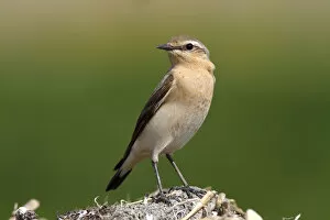 Images Dated 24th April 2011: Wheatear -Oenanthe Oenanthe-