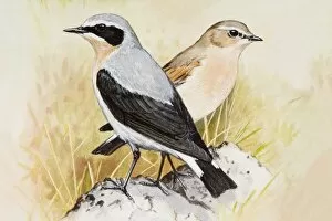 Wheatear (Oenanthe oenanthe), male and female, standing side by side, side view