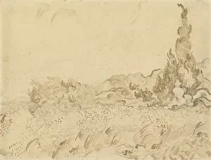 Wheatfield And Cypresses