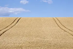 Tire Prints: Wheatfield (Triticum) with lane