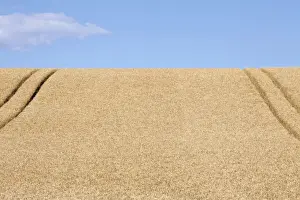 Tire Prints: Wheatfield (Triticum) with lane
