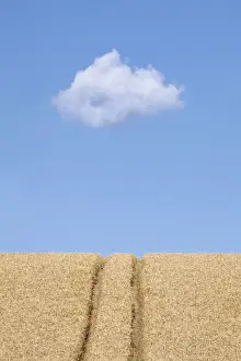 Tire Prints: Wheatfield (Triticum) with lane