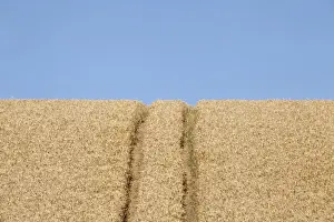 Tire Prints: Wheatfield (Triticum) with lane