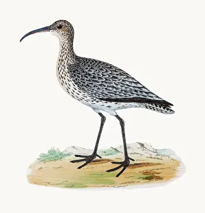 Whimbrel shorebird