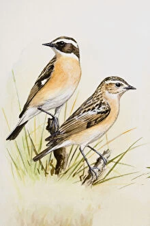Whinchat (Saxicola rubetra), two birds perching on branches, looking away