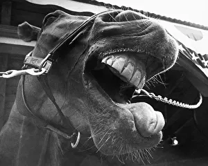 Insolence Prints: Whinnying Racehorse