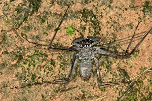 Images Dated 24th March 2013: Whip spider -Heterophrynus elaphus-, Tambopata Nature Reserve, Madre de Dios Region, Peru