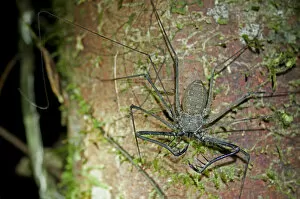 Whip spiders or tailless whip scorpions -Heterophrynus spec.-, Tiputini rain forest, Yasuni National Park, Ecuador