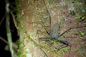 Ecuador Prints: Whip spiders or tailless whip scorpions -Heterophrynus spec
