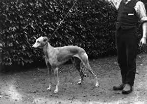 Whippet
