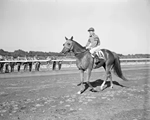 Robertson Prints: Whirlaway Walking on Belmont Park Racetrack
