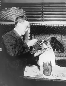 Prints of A vet feeds a bulldog a spoonful of whiskey, circa 1930. (Photo by FPG/Hulton Archive/Getty Images) Black and White Images Capturing the Essence of Mid-20th Century: Whisky Whiskers
