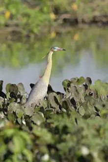 Whistling Heron (Syrigma sibilatrix)