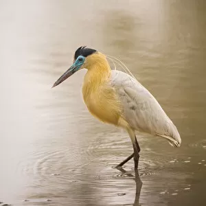 Images Dated 3rd October 2012: Whistling Heron (Syrigma sibilatrix), Pantanal