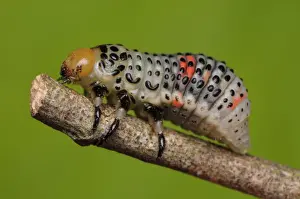 White Acacia Leaf Beetle Larva - Dicranosterna cir