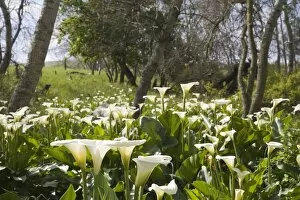 White Arum Lilies in Forest