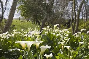 Abundance Prints: White Arum Lilies in Forest