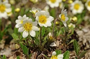 Images Dated 25th April 2010: White Avens or dryas -Dryas octopetala-, Northern Europe