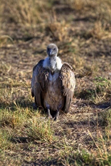 Diurnal Bird Of Prey Gallery: White-backed Vulture -Gyps africanus-, Masai Mara National Reserve, Kenya, East Africa, Africa