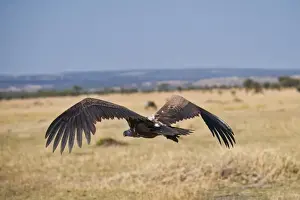 Midair Prints: White-backed Vulture (Gyps africanus), Serengeti National Park, Tanzania, Africa