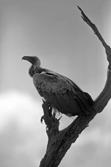 Images Dated 8th May 2014: A White-backed Vulture Resting on a Branch at Kruger National Park, South Africa