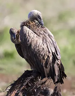 Huge Prints: White backed vulture sitting on the carcass of a dead animal - Kruger National Park South Africa