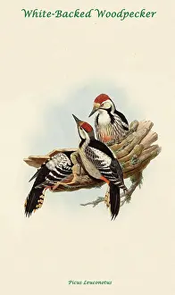 Beaks Prints: White-Backed Woodpecker