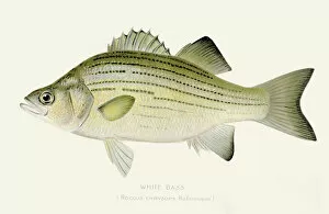 Images Dated 16th July 2016: White bass illustration 1897