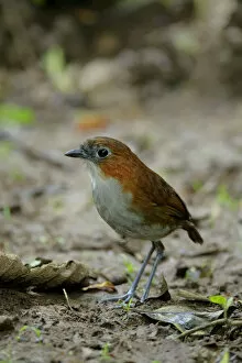 Images Dated 17th September 2017: White-bellied Antpitta (Grallaria hypoleuca)