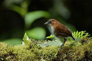 Images Dated 17th September 2017: White-bellied Antpitta (Grallaria hypoleuca)
