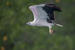 On The Move Gallery: White-bellied Sea Eagle