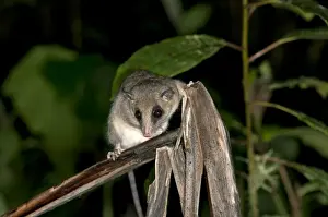 Ecuador Prints: White-bellied Slender Opossum -Marmosops noctivagus