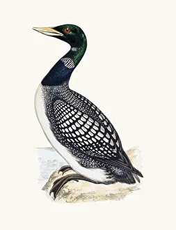 Images Dated 10th June 2016: White Billed Northern Loon