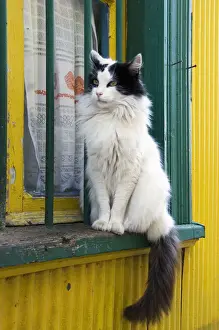 White And Black Cat On A Yellow Window Sill